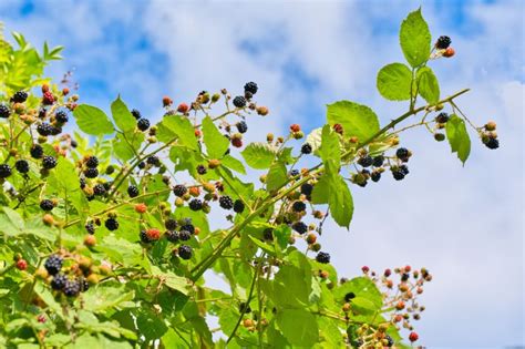 mini blackberry bush removal